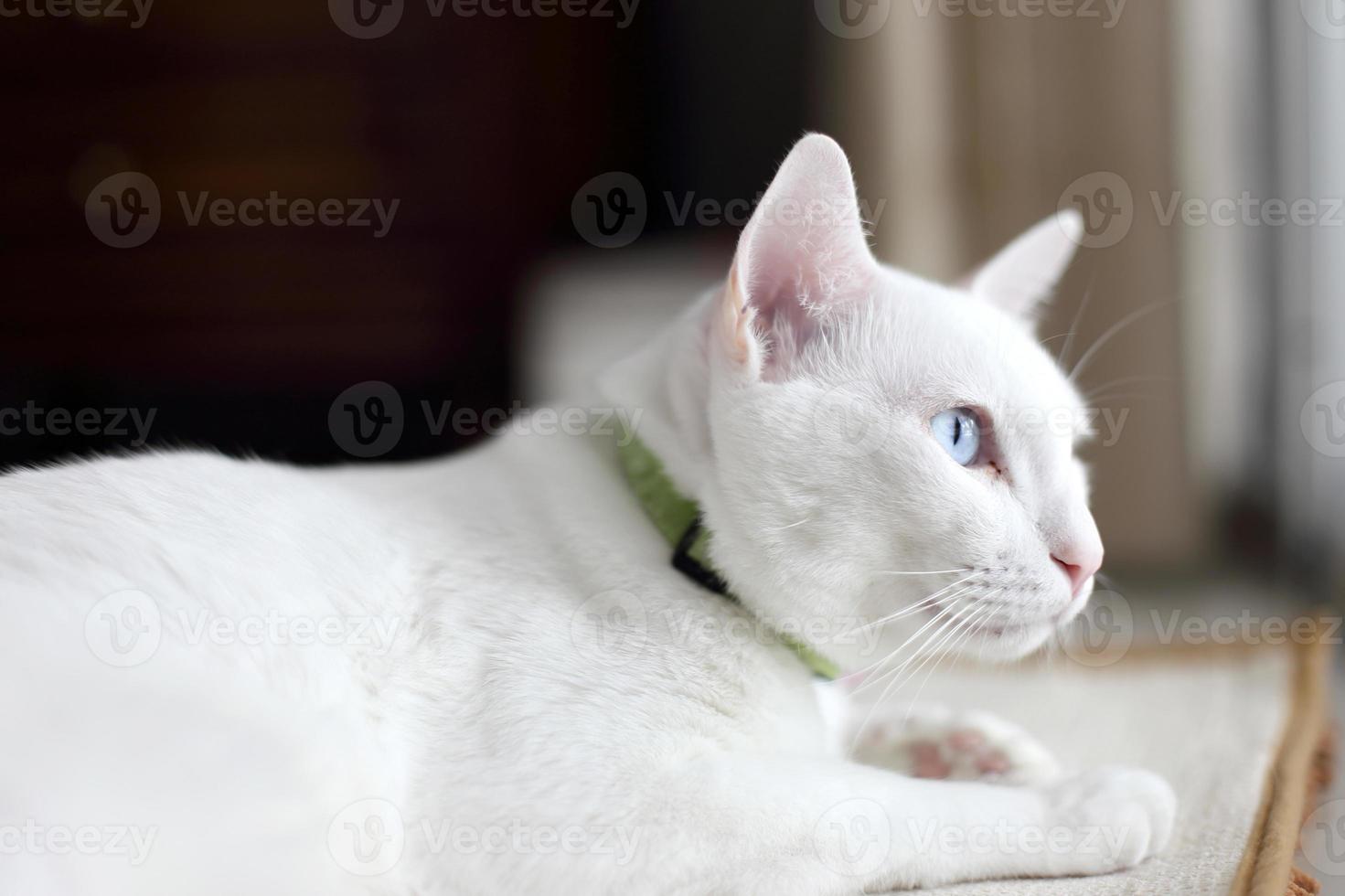 gato branco relaxante foto