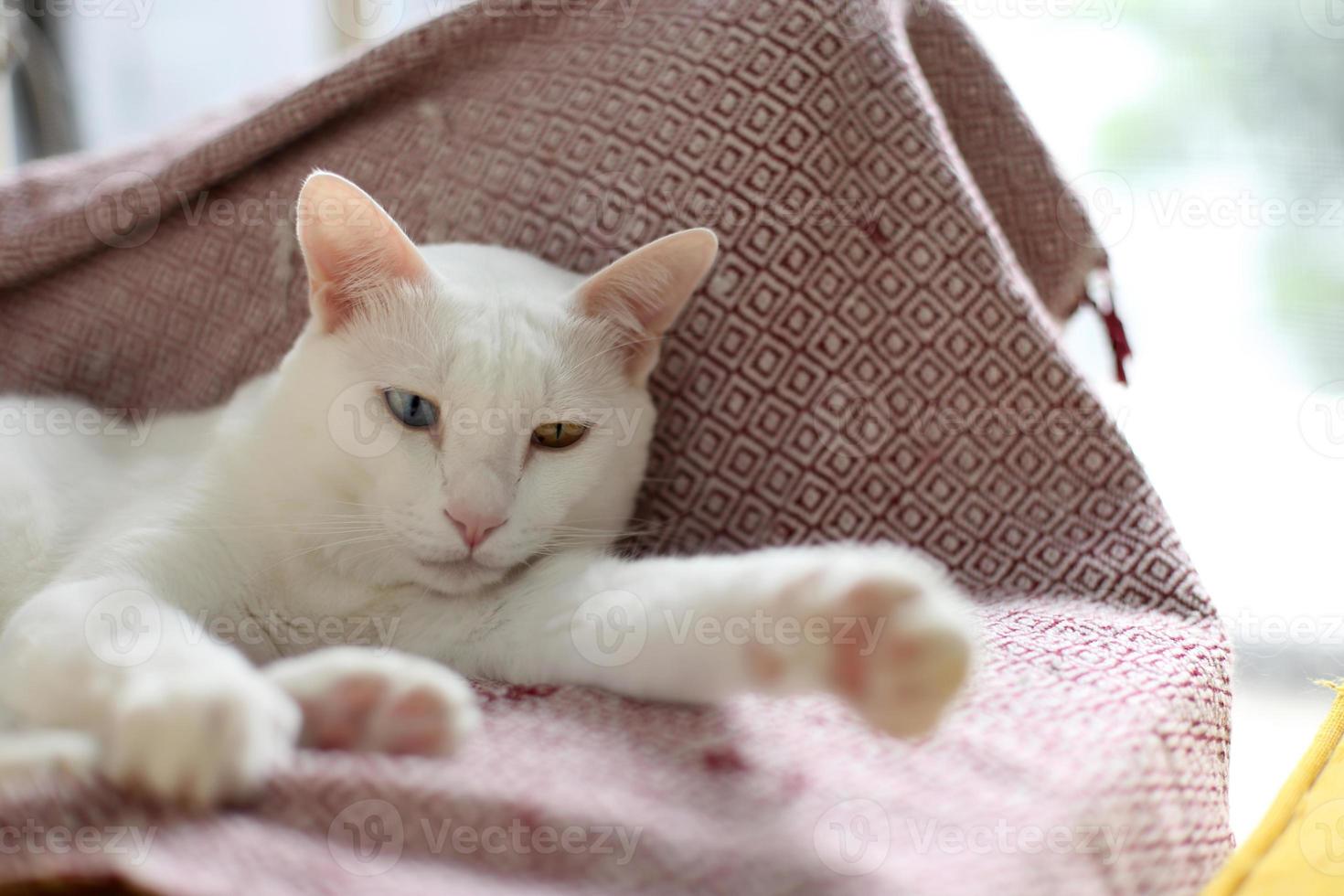 gato branco relaxante foto