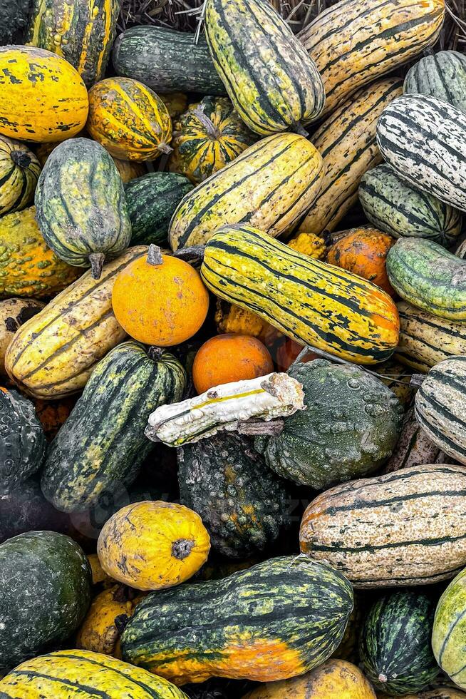 abóbora fruta ao ar livre colheita diferente tipos abóbora variedades Comida lanche cópia de espaço Comida fundo rústico topo Visão vegetariano vegano Comida foto