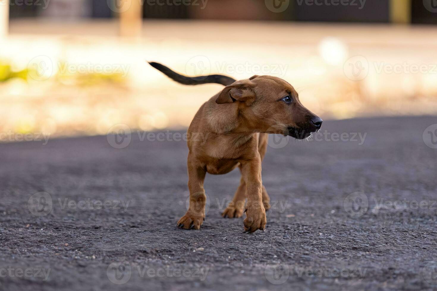 animal mamífero cachorro dentro a rua foto