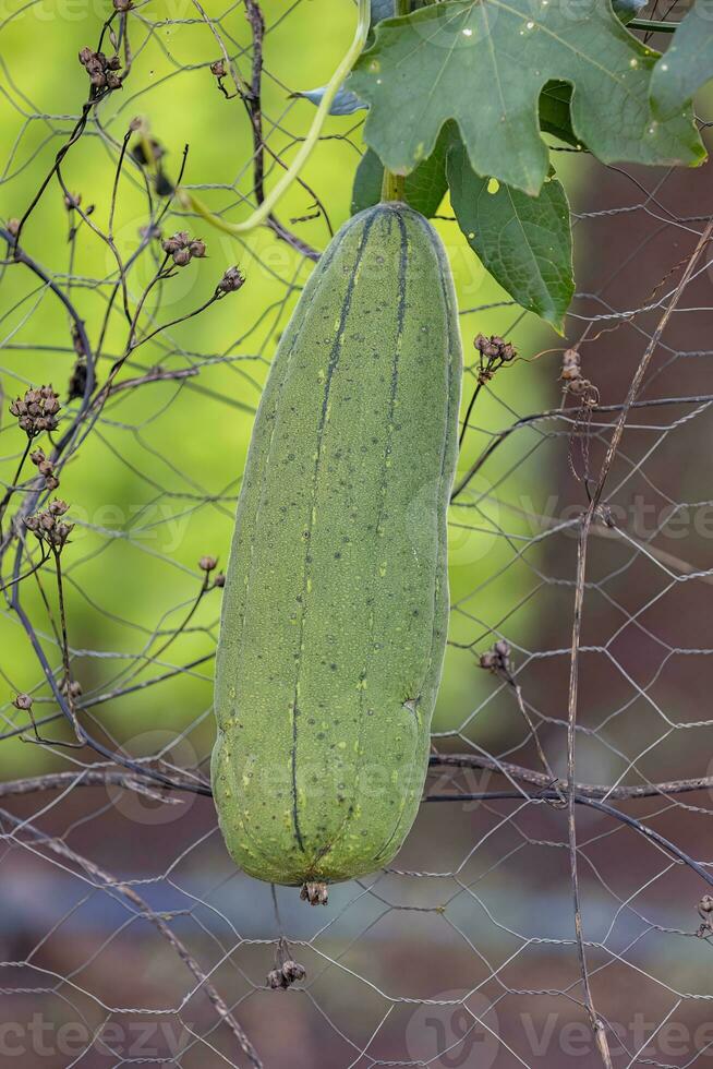 esponja cabaça plantar fruta foto