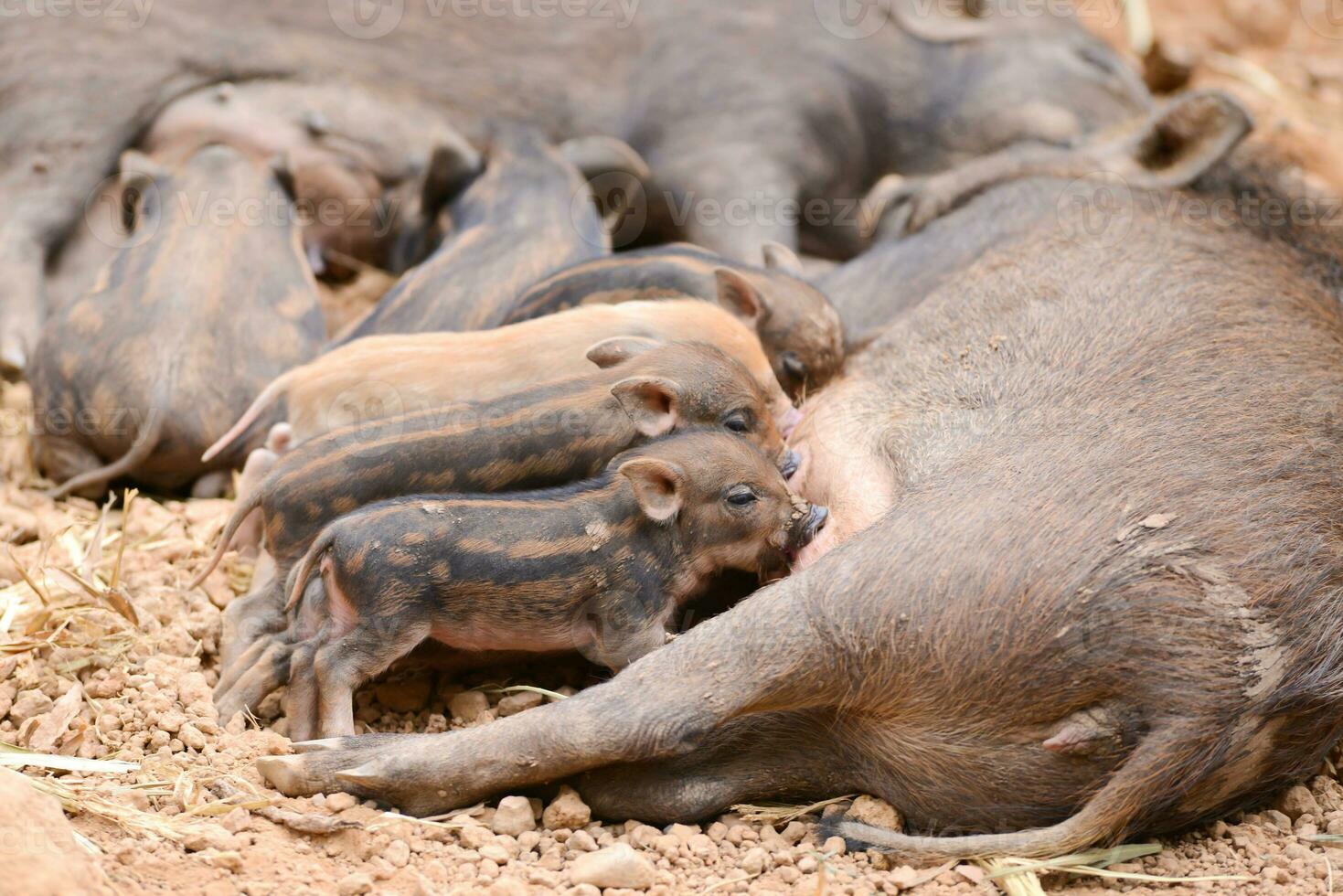 selvagem javali alimentando seus bebê foto