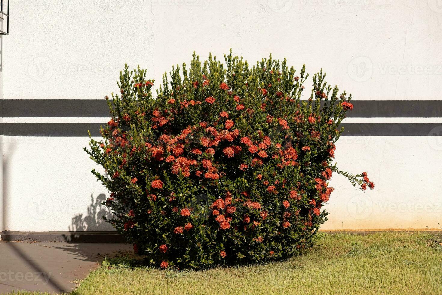 flor de planta de chama da selva vermelha foto