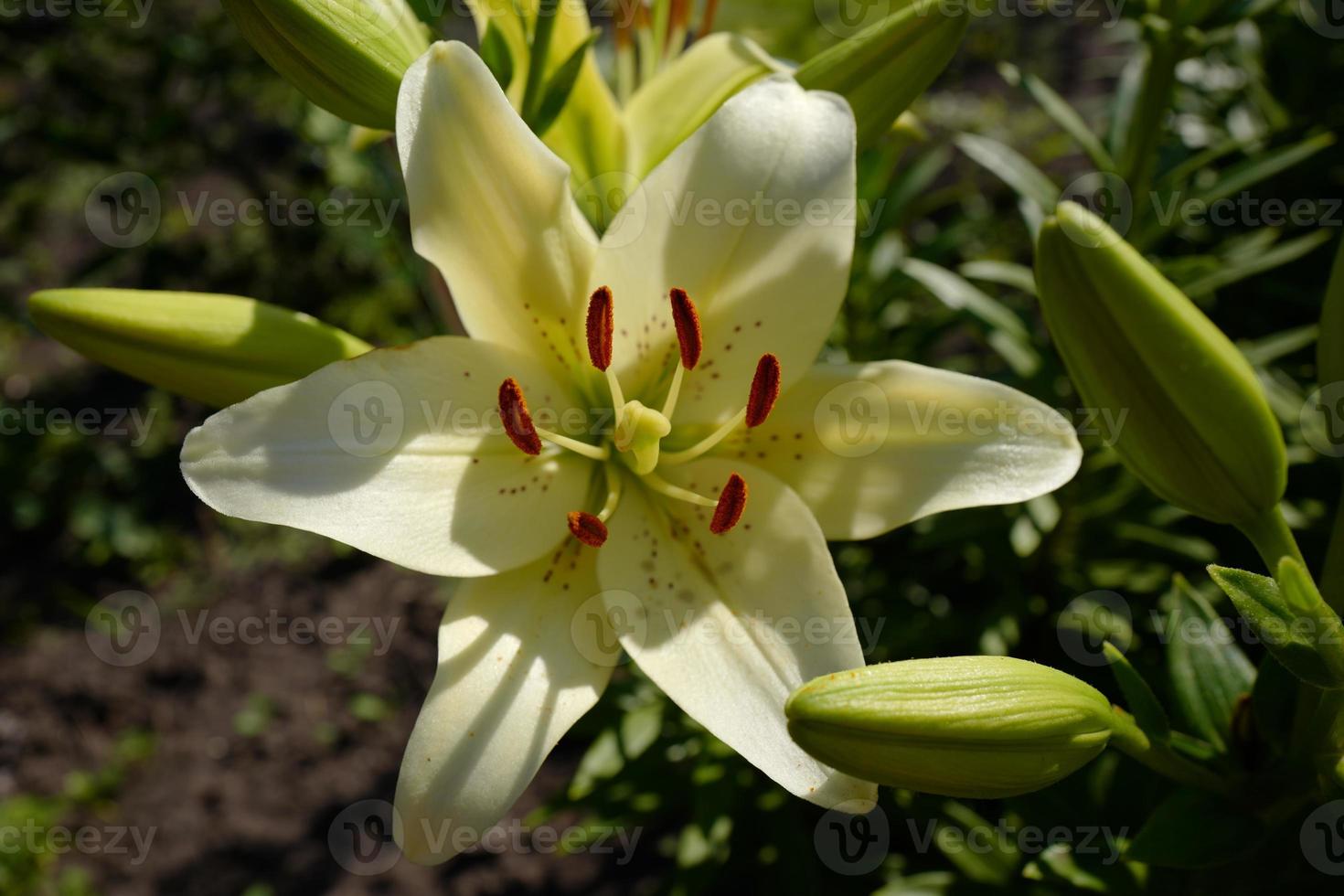 flor de lírio branco com pistilos e estames no jardim foto