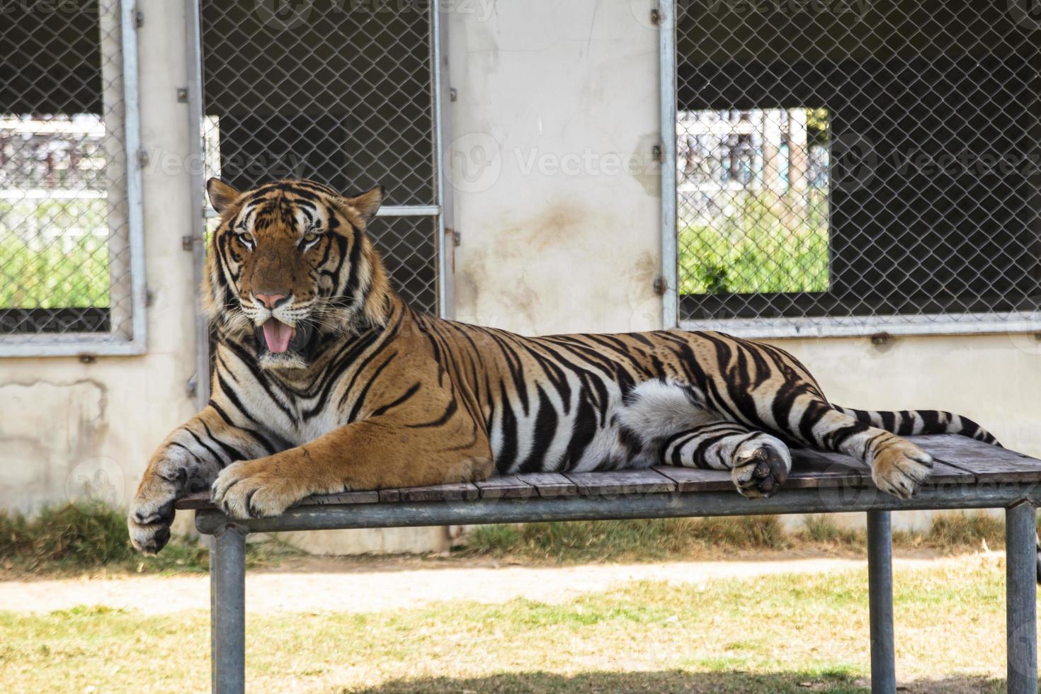 tigre no zoológico foto