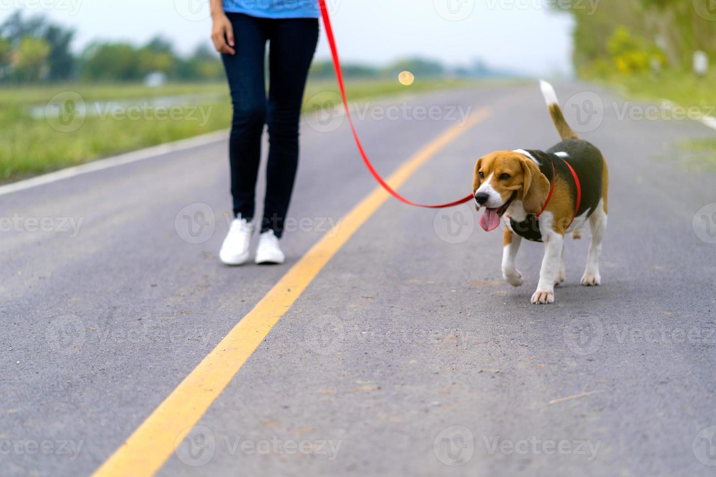 garota ao ar livre na estrada com seu cachorro foto