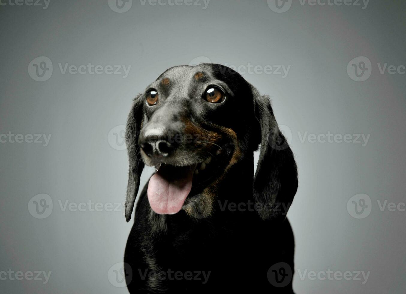 retrato do a adorável dachshund olhando satisfeito foto