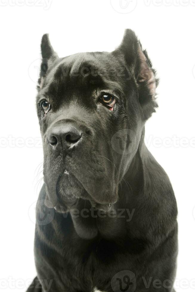 retrato do uma adorável bengala Corso cachorro foto