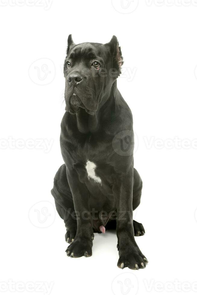 estúdio tiro do uma adorável bengala Corso cachorro foto