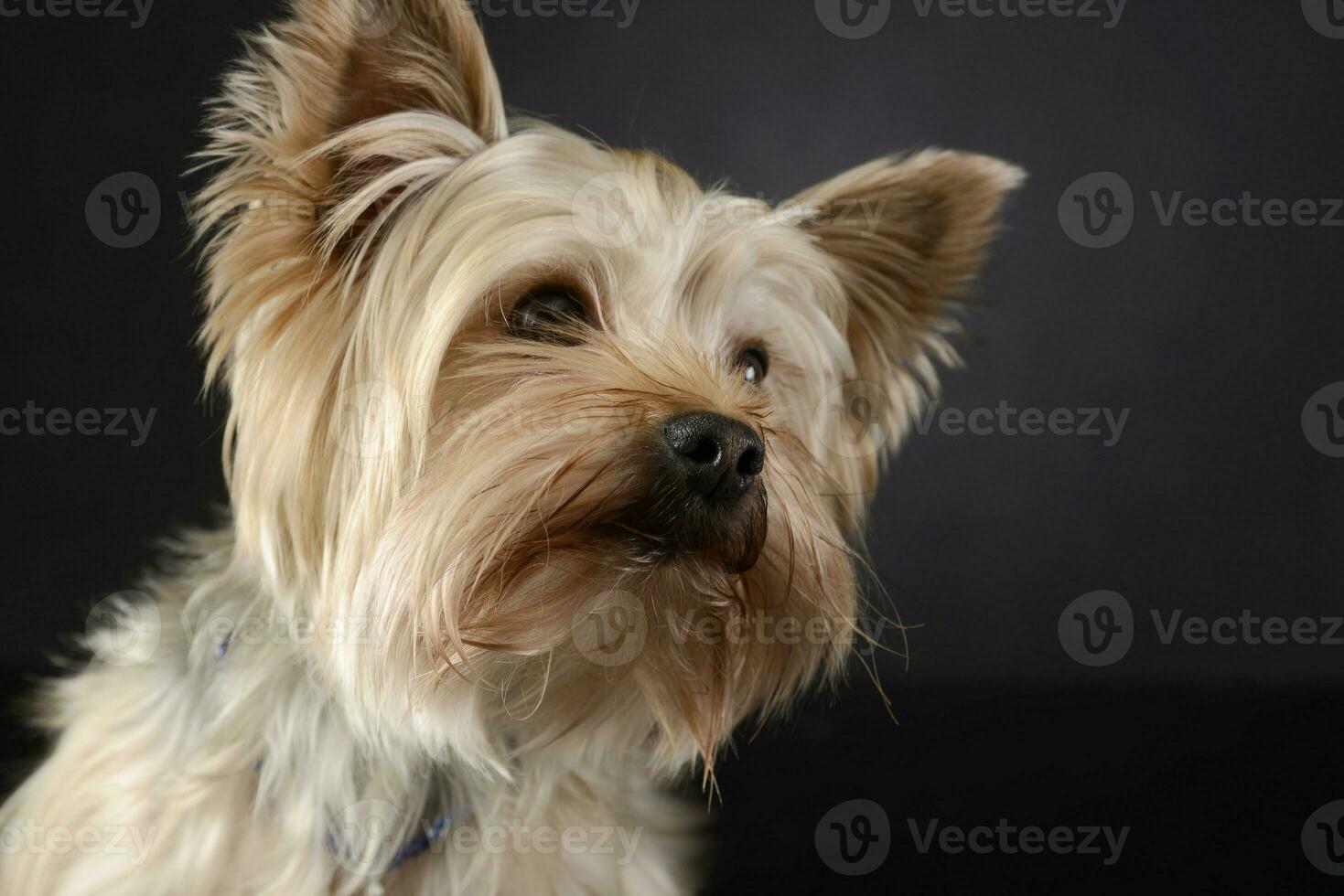 yorkshire terrier olhando Fora do a cenário dentro Sombrio estúdio foto