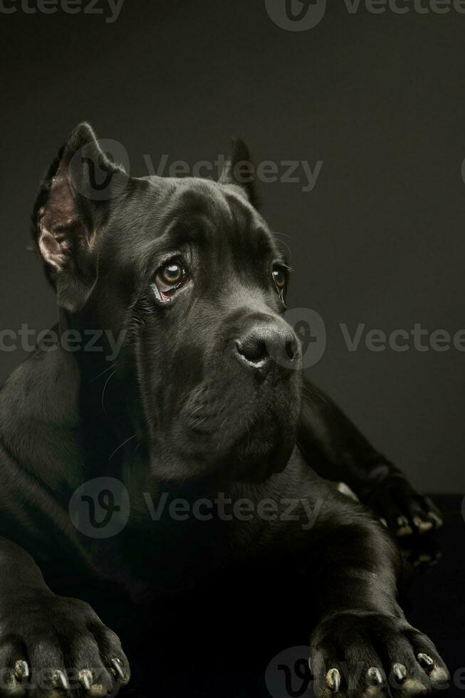 estúdio tiro do uma adorável bengala Corso cachorro foto