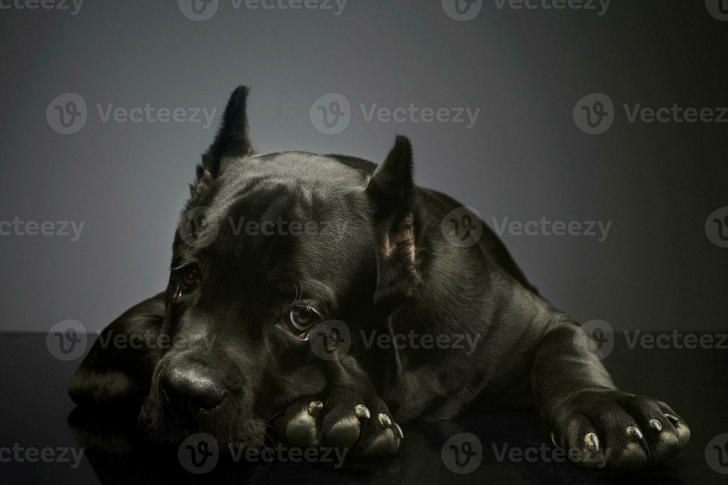 estúdio tiro do uma adorável bengala Corso cachorro foto