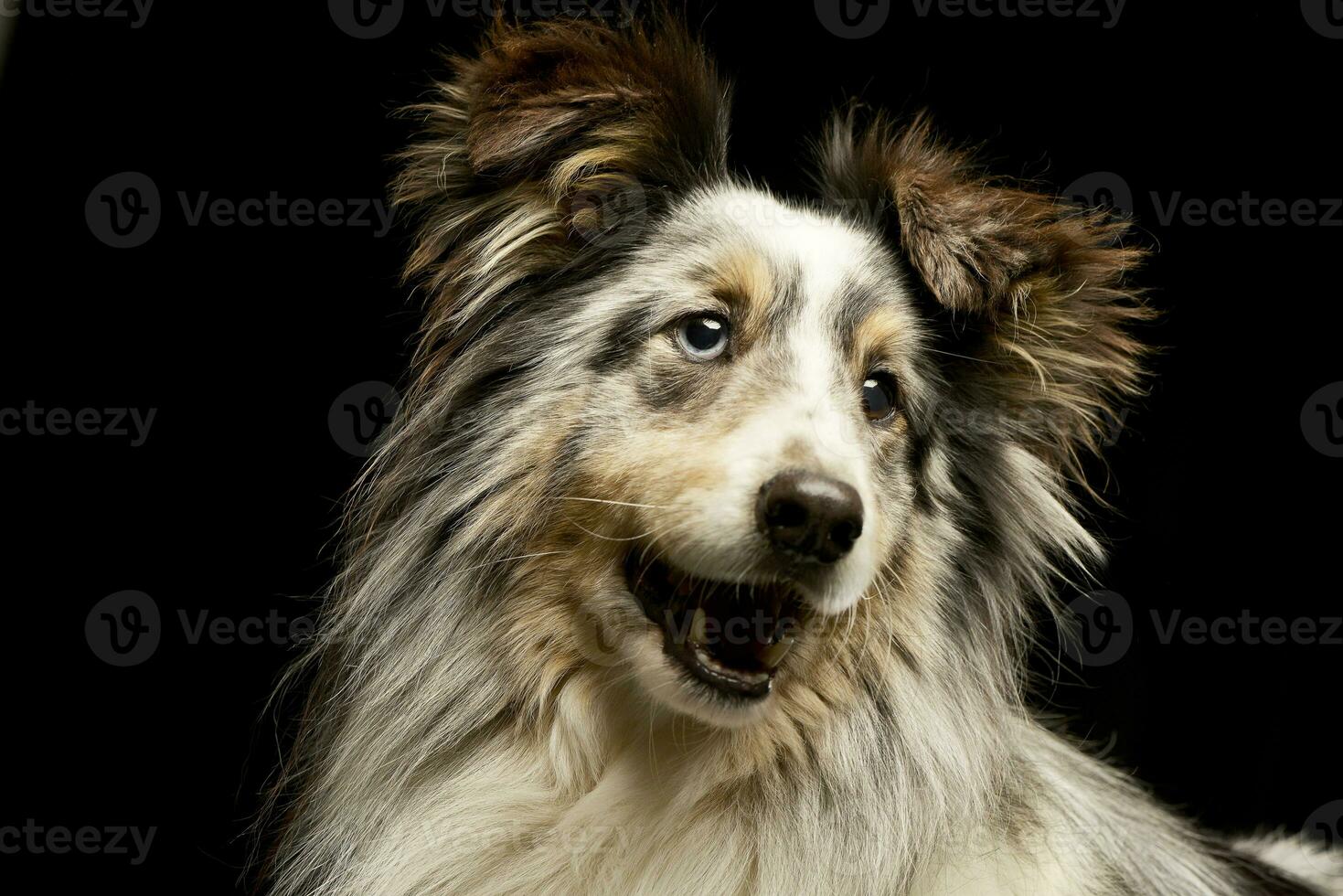 retrato do a adorável fronteira collie cachorro foto