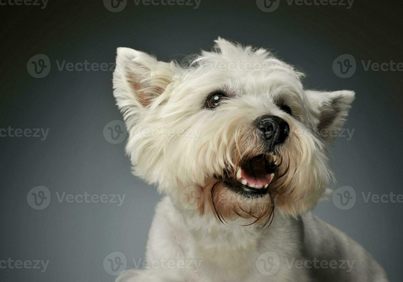 retrato do uma oeste terras altas branco terrier Westie foto