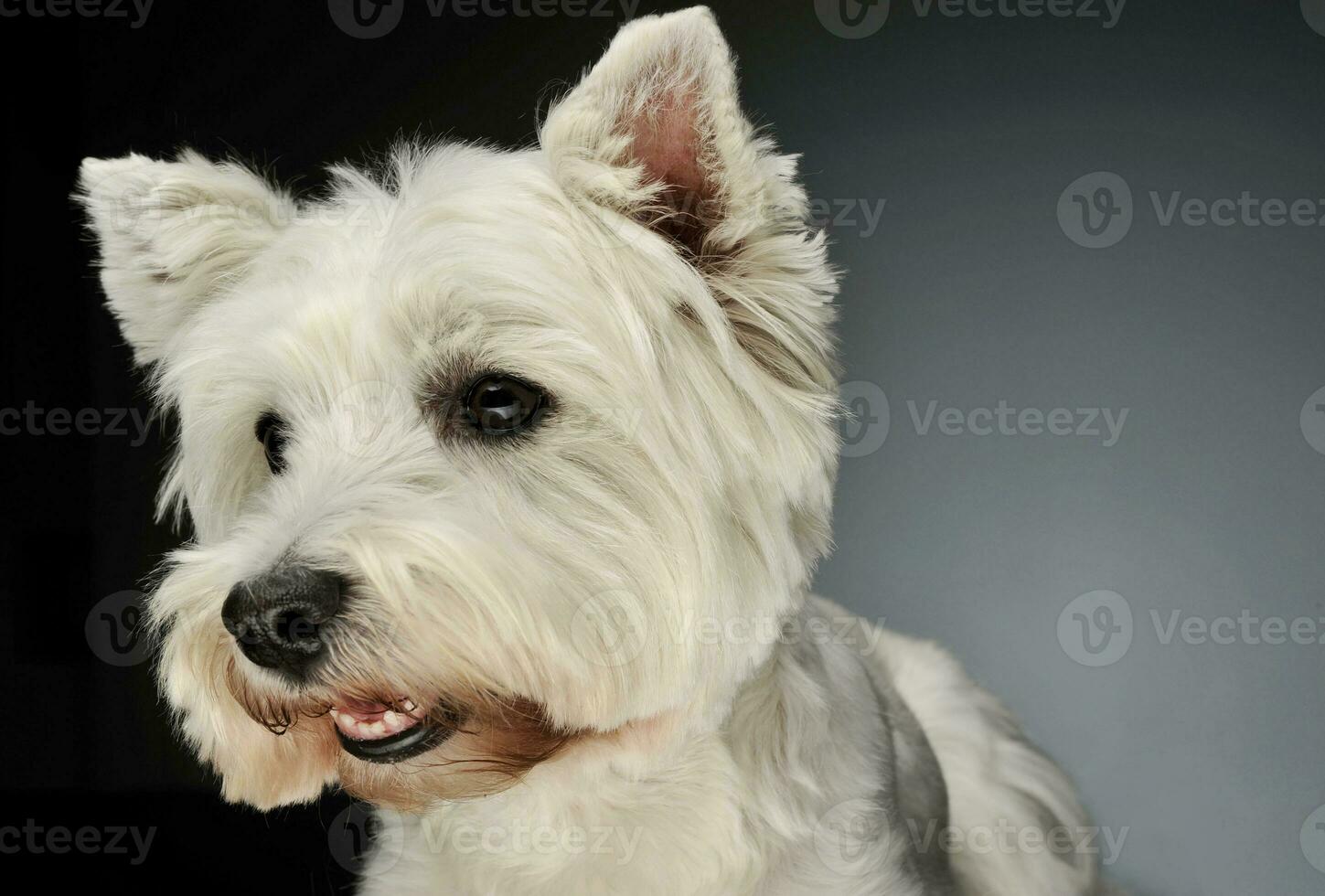 retrato do uma oeste terras altas branco terrier Westie foto