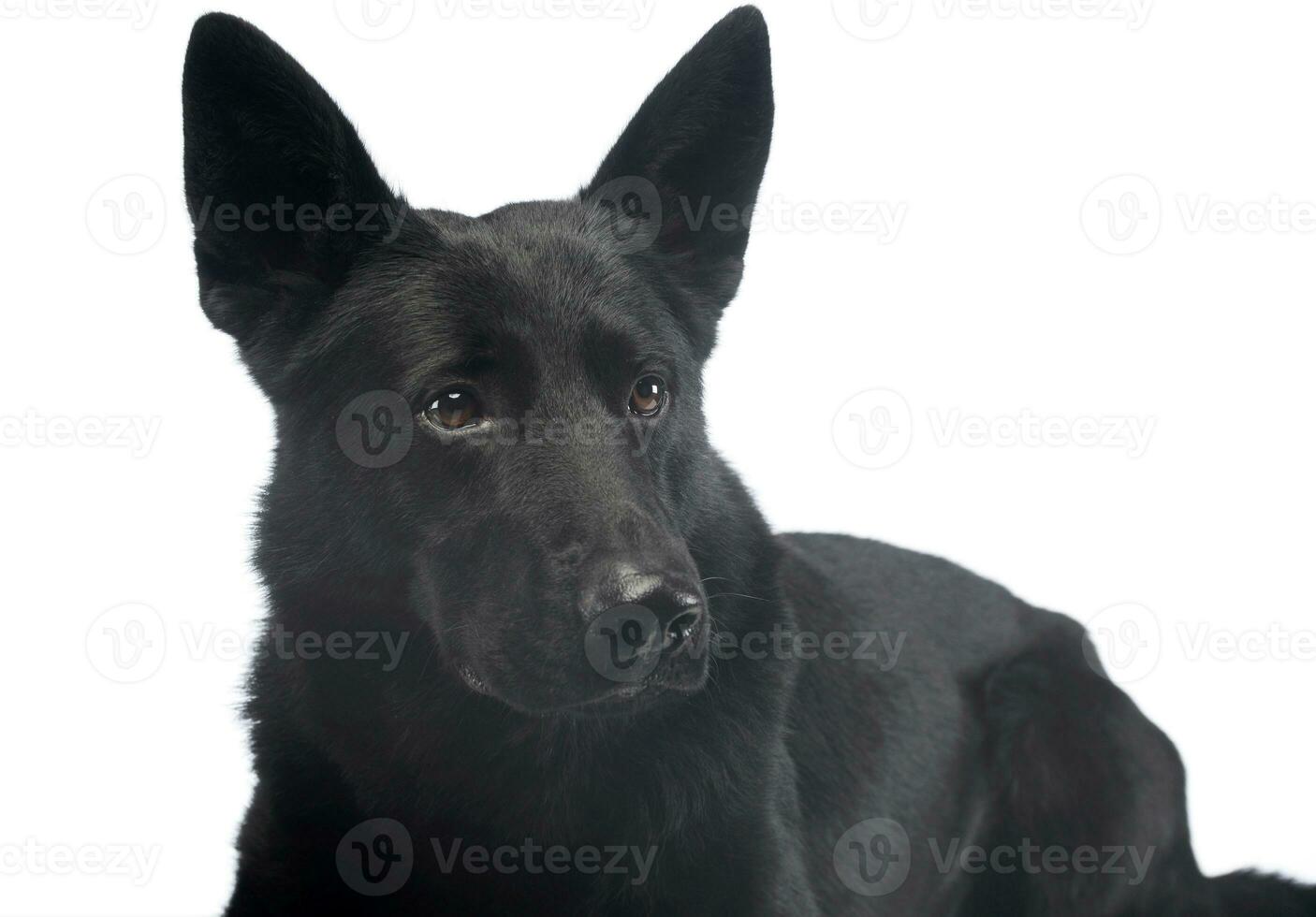 retrato do uma adorável pastor cachorro foto