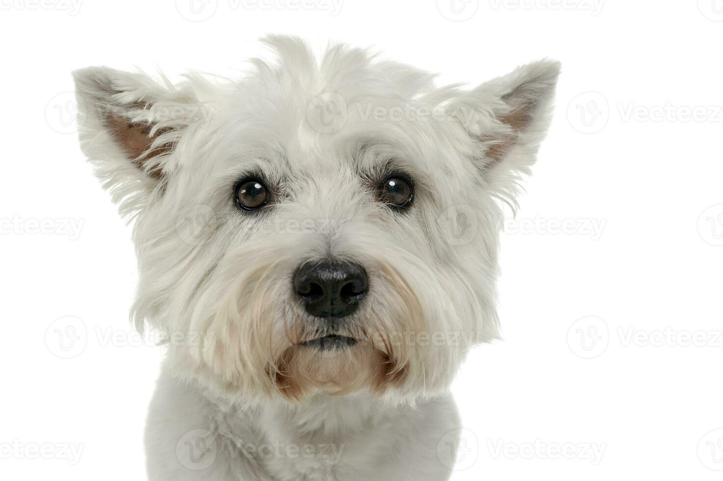 oeste terras altas branco terrier branco retrato dentro estúdio foto