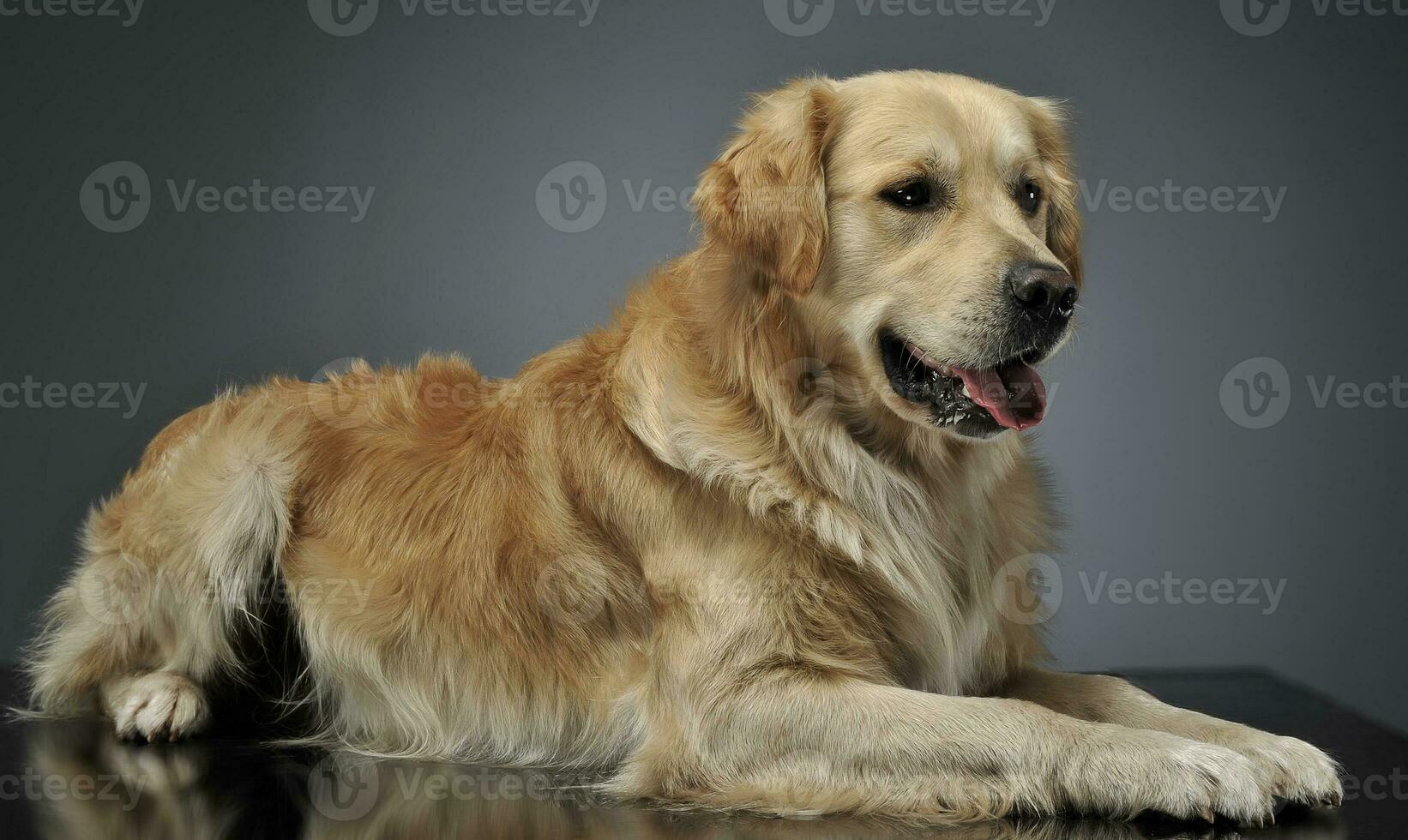 dourado retriever deitado dentro a estúdio com cinzento fundo foto