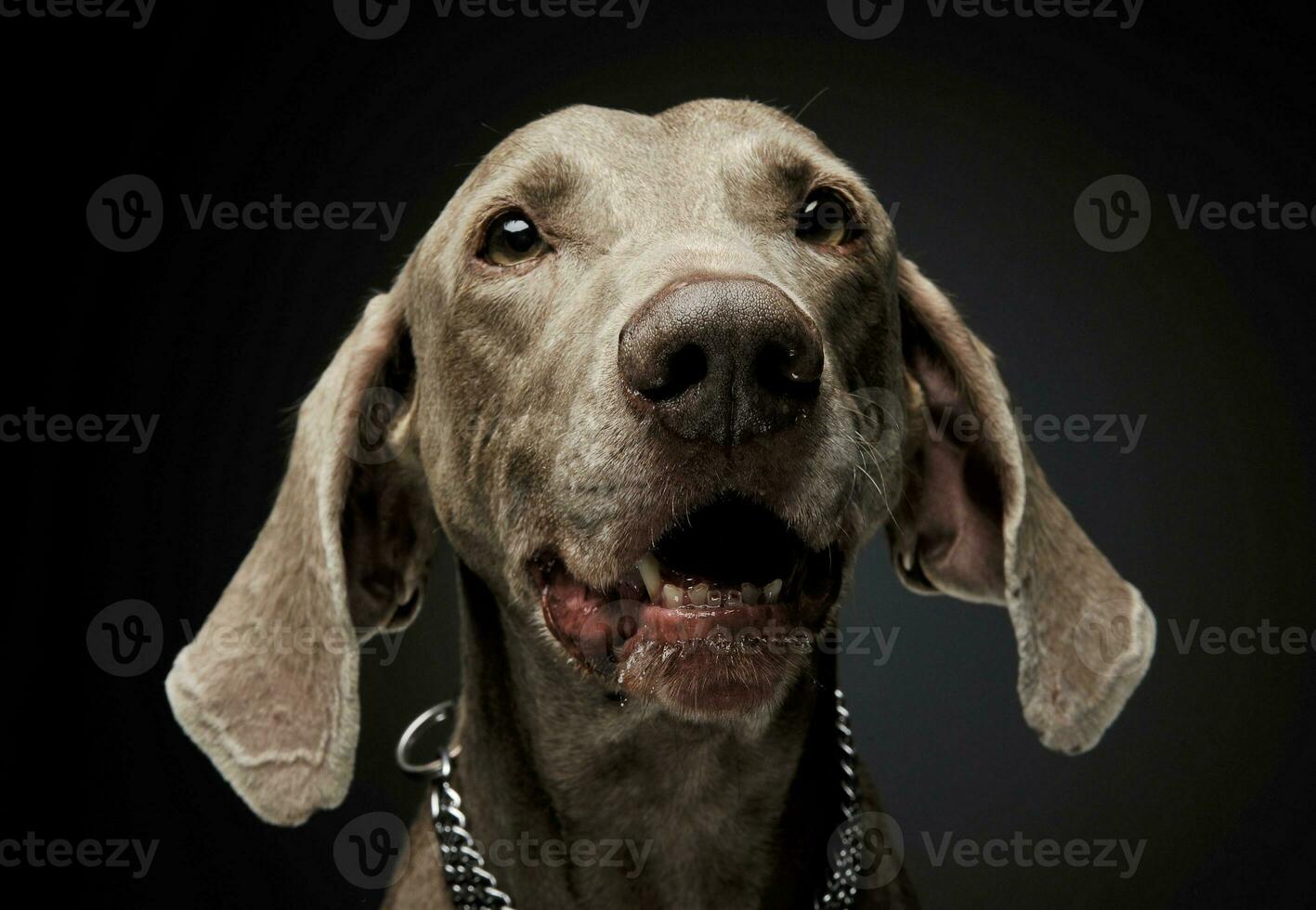 retrato do a adorável weimaraner cachorro olhando curiosamente às a Câmera foto