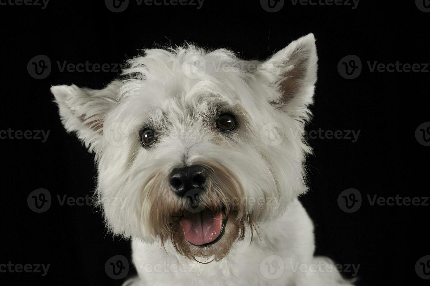 oeste terras altas branco terrier retrato dentro a Sombrio estúdio foto