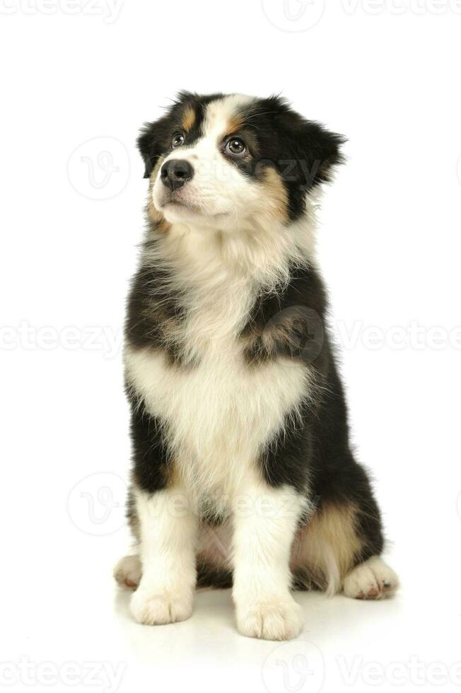 estúdio tiro do a adorável australiano pastor cachorro foto