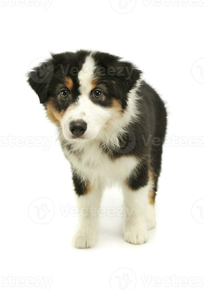 estúdio tiro do a adorável australiano pastor cachorro foto