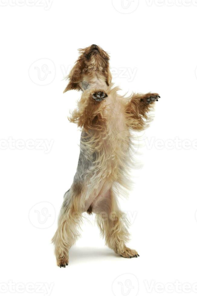 estúdio tiro do a adorável yorkshire terrier em pé em traseiro pernas foto