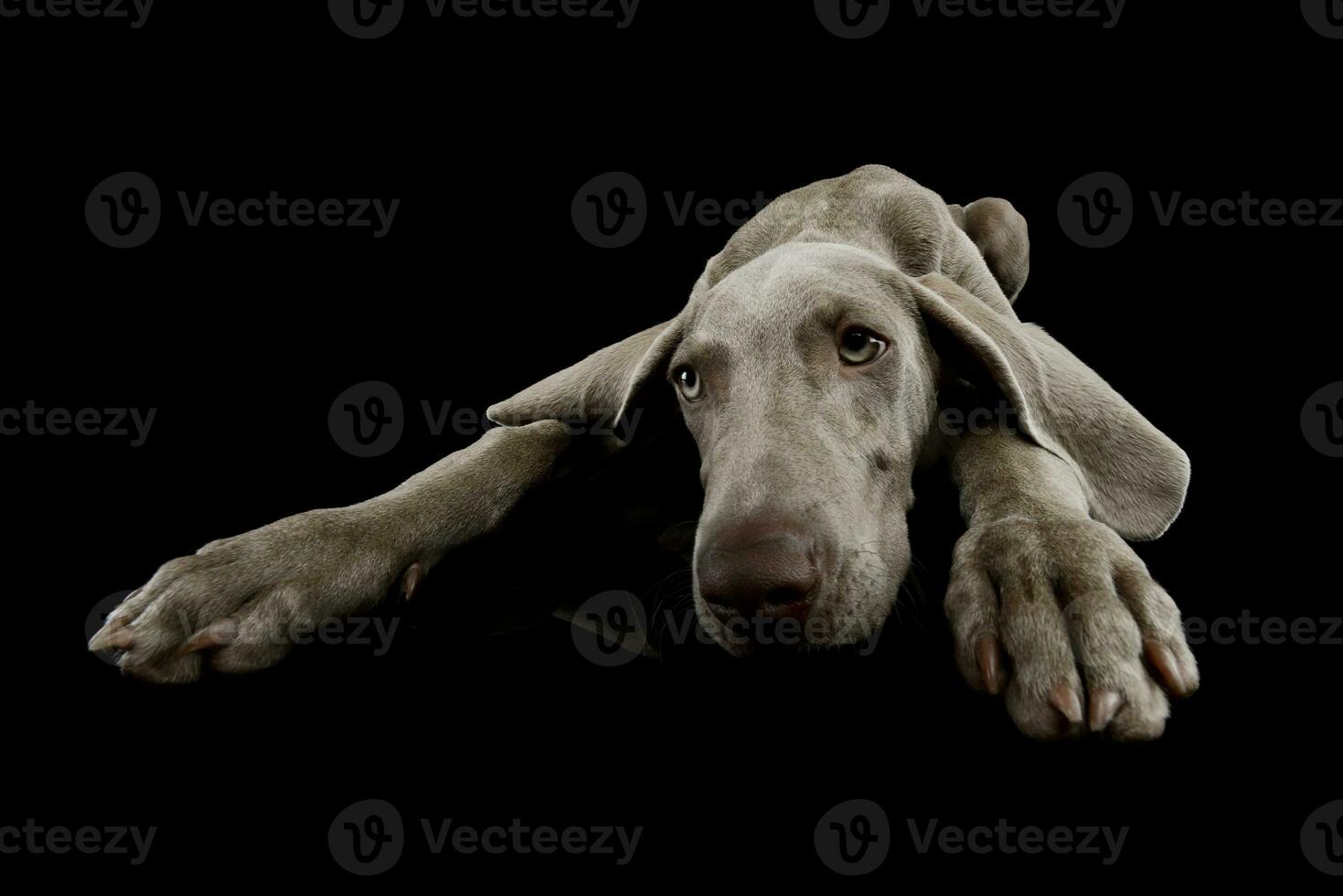 estúdio tiro do uma lindo weimaraner foto