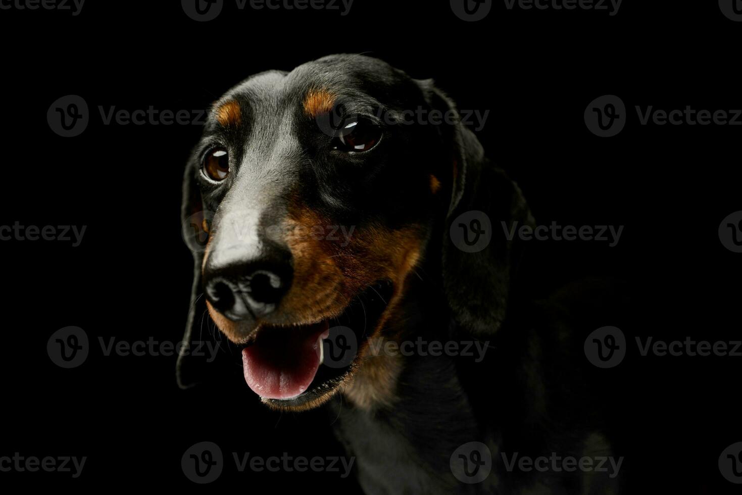 retrato do uma adorável dachshund foto