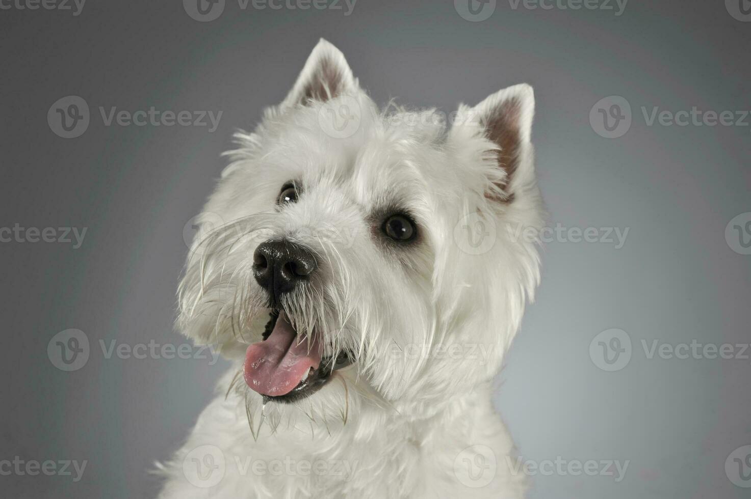 oeste terras altas branco terrier retrato dentro uma cinzento fundo foto