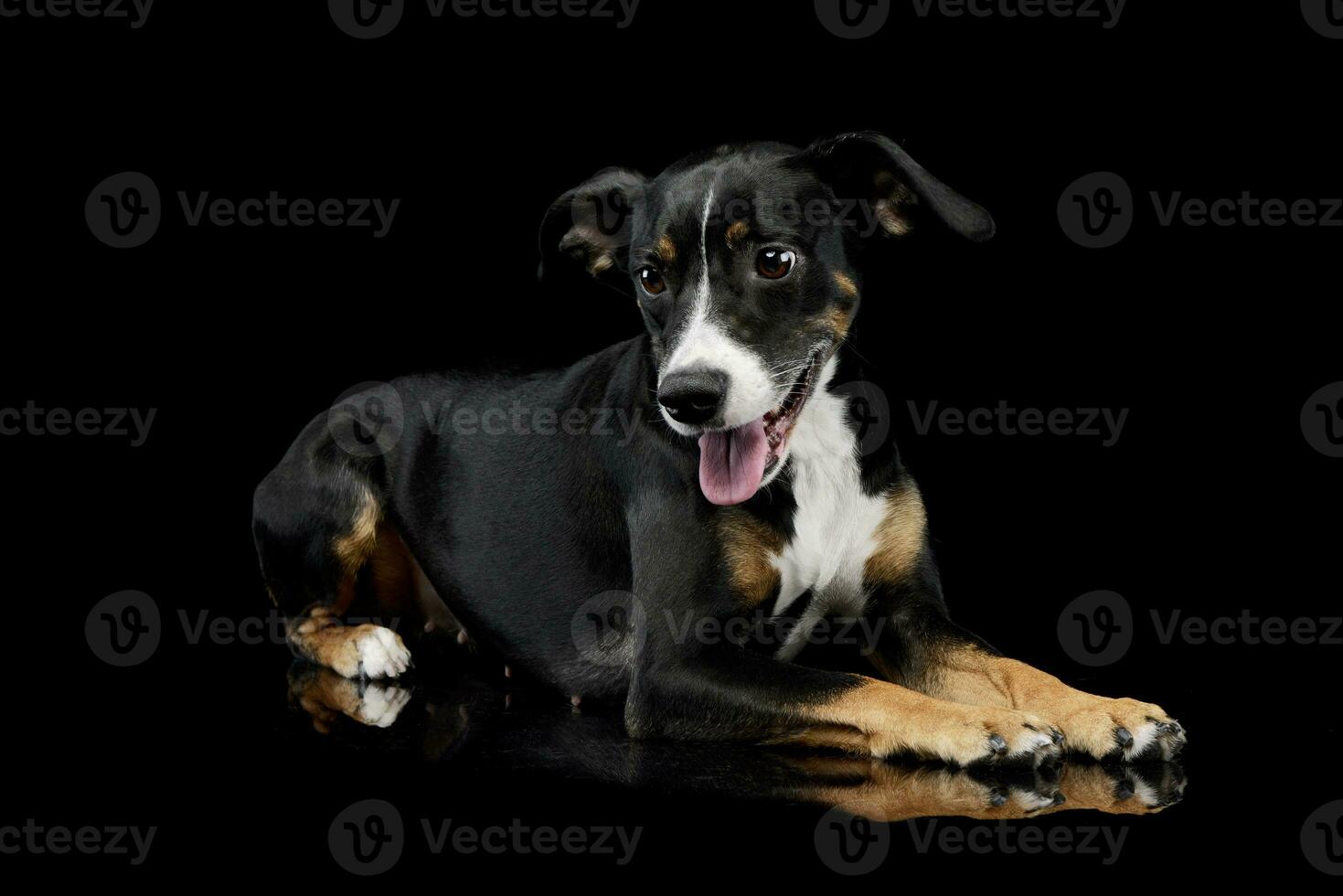 estúdio tiro do uma adorável misturado procriar cachorro foto