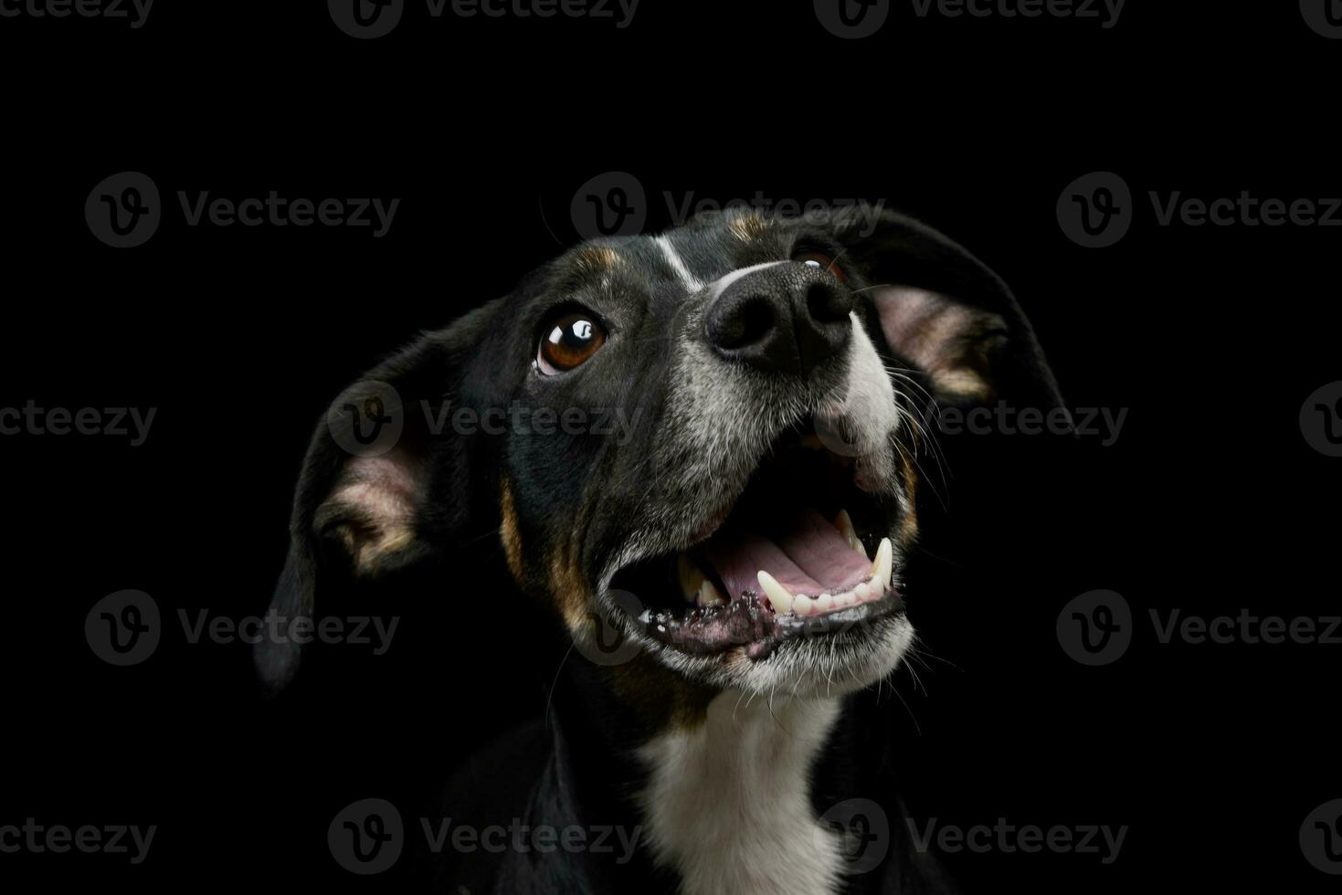 retrato do uma adorável misturado procriar cachorro foto