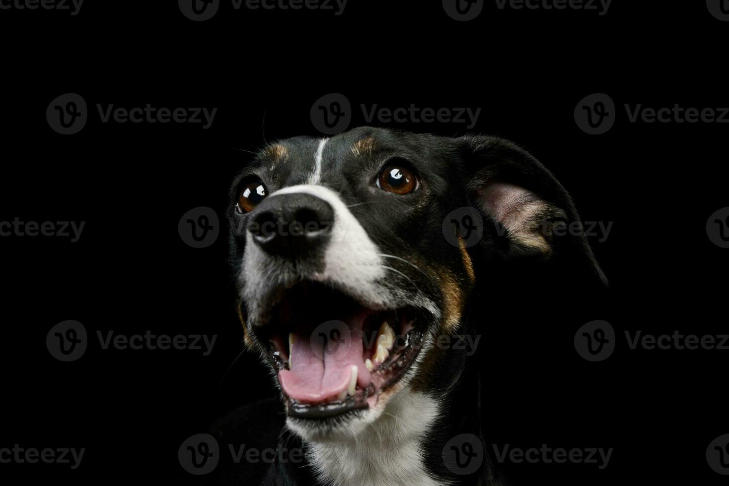 retrato do uma adorável misturado procriar cachorro foto