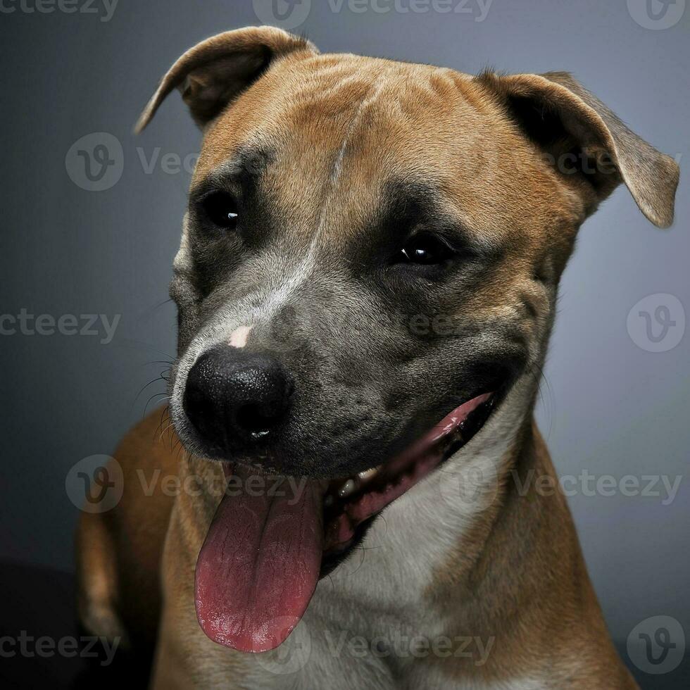 Staffordshire terrier sorridente dentro uma Sombrio estúdio foto