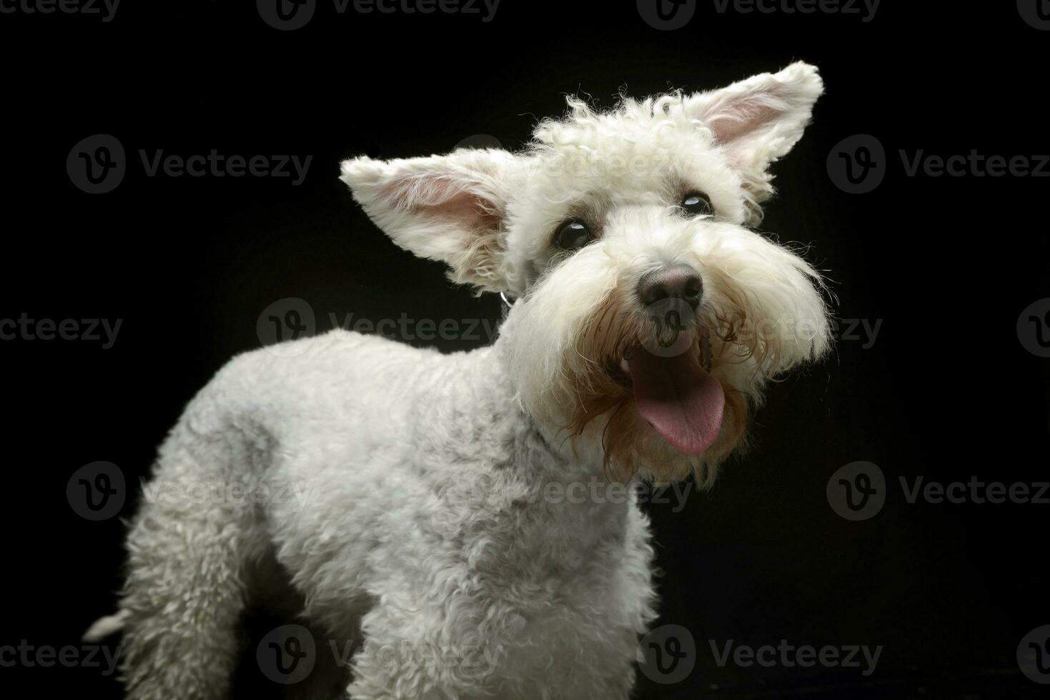 branco engraçado cachorro dentro uma Sombrio estúdio foto