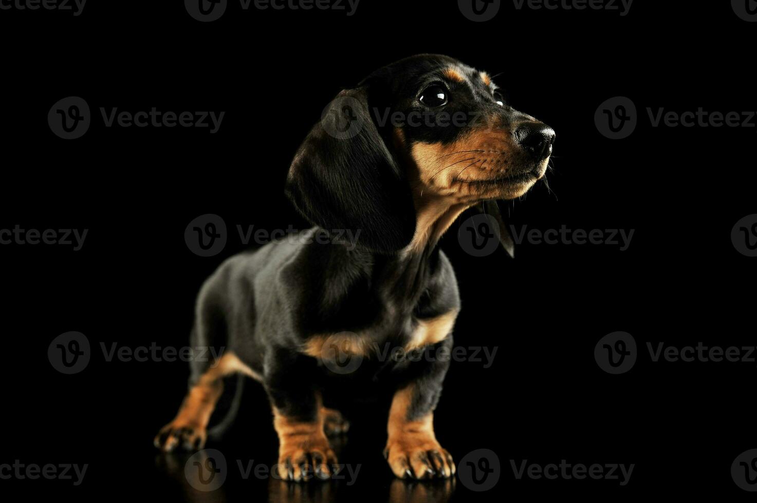 estúdio tiro do a adorável dachshund cachorro foto