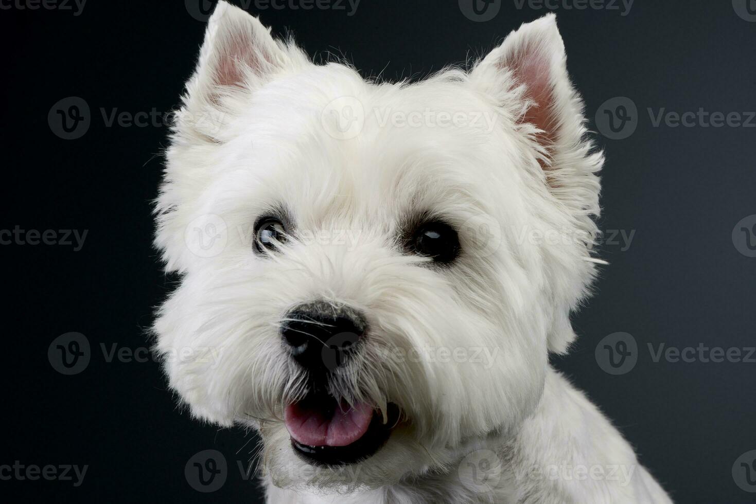 retrato do uma fofa oeste terras altas branco terrier foto