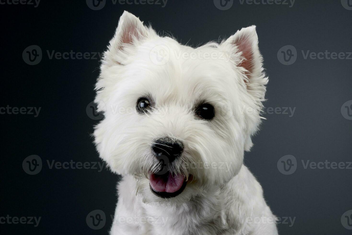 retrato do uma fofa oeste terras altas branco terrier foto