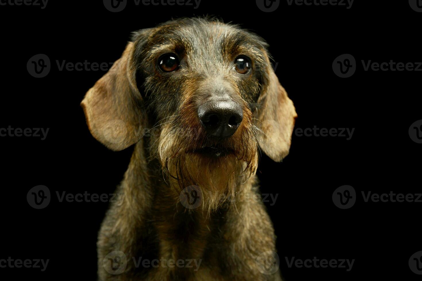 retrato do a adorável dachshund foto