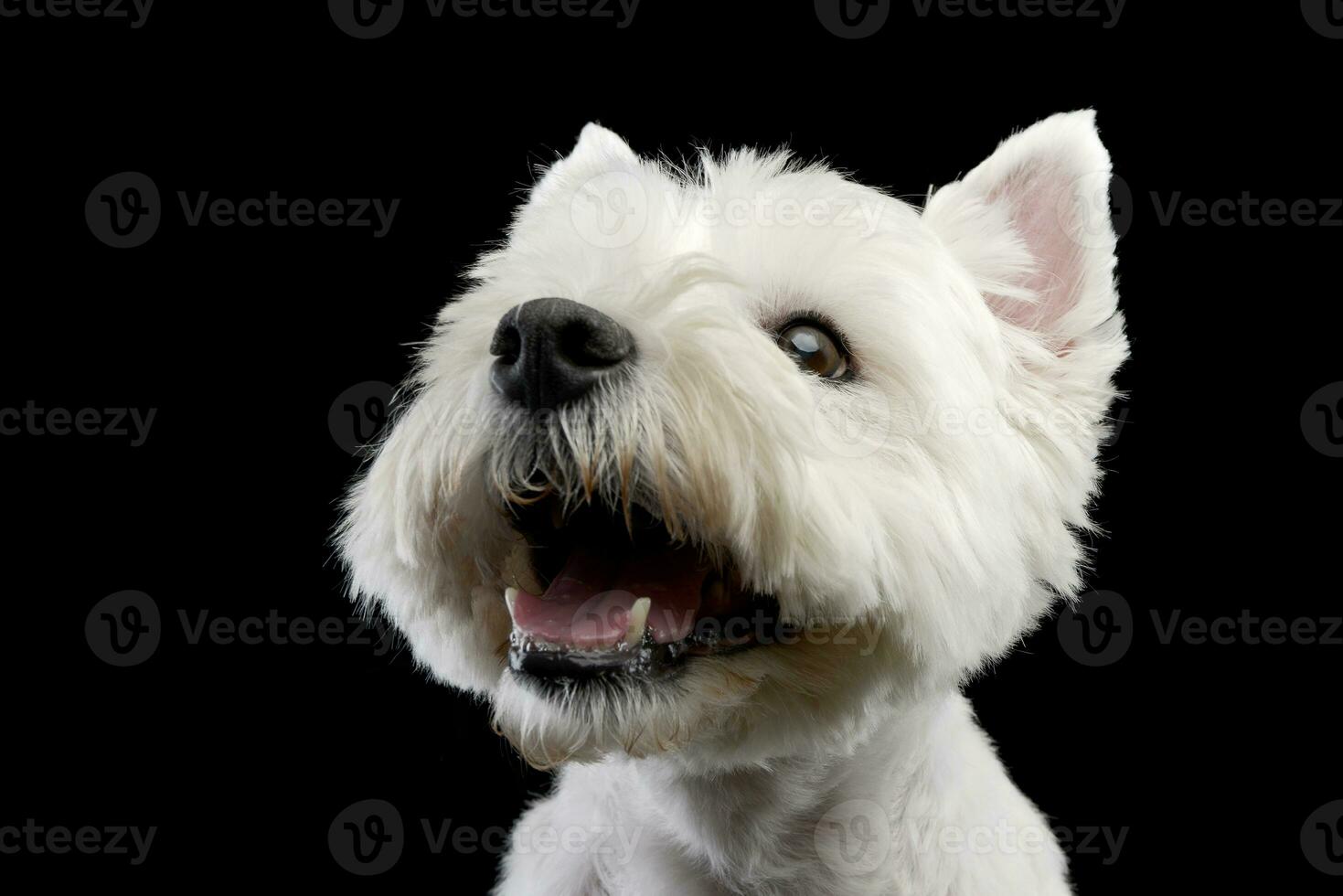 retrato do uma fofa oeste terras altas branco terrier foto