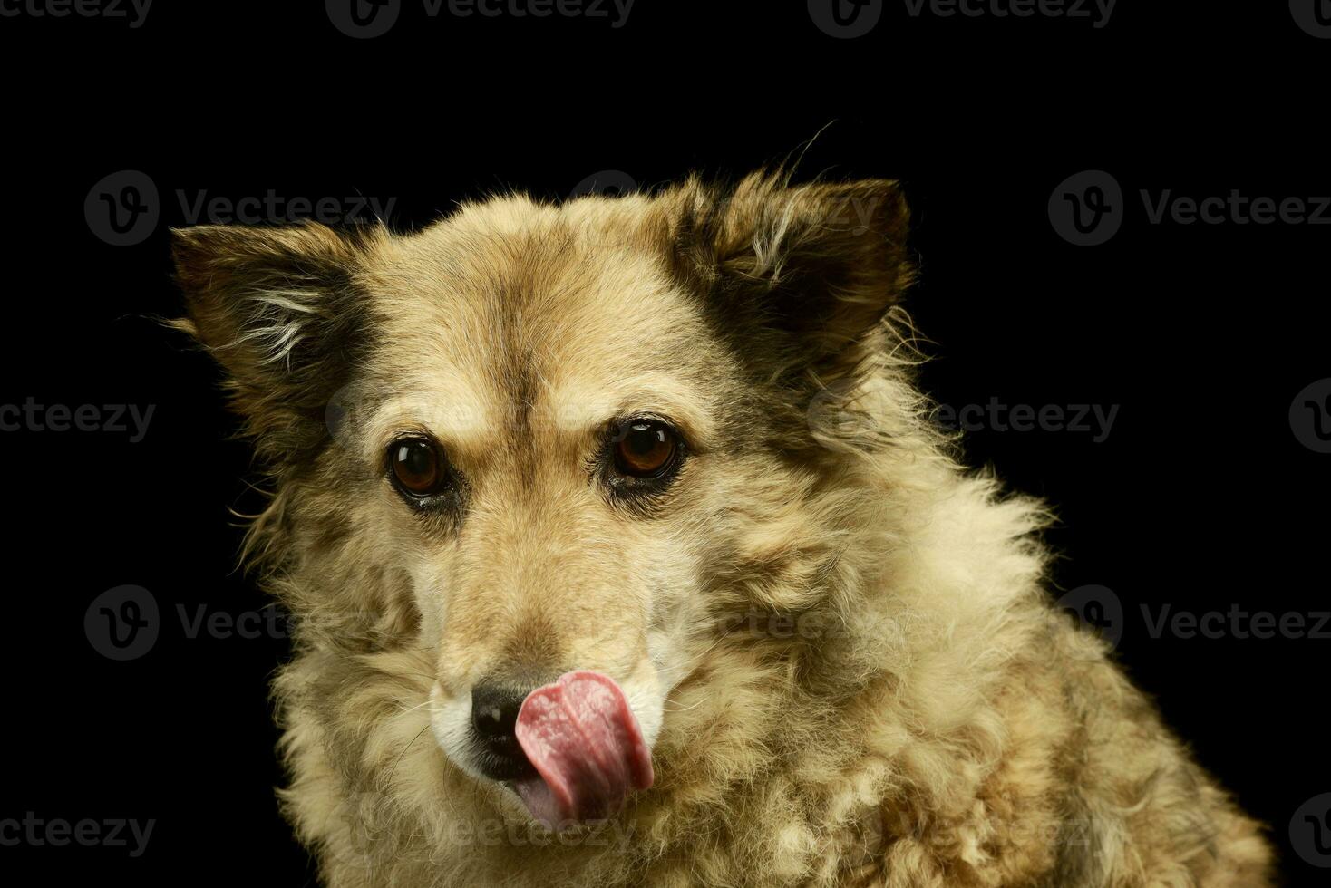 retrato do a adorável misturado procriar cachorro foto