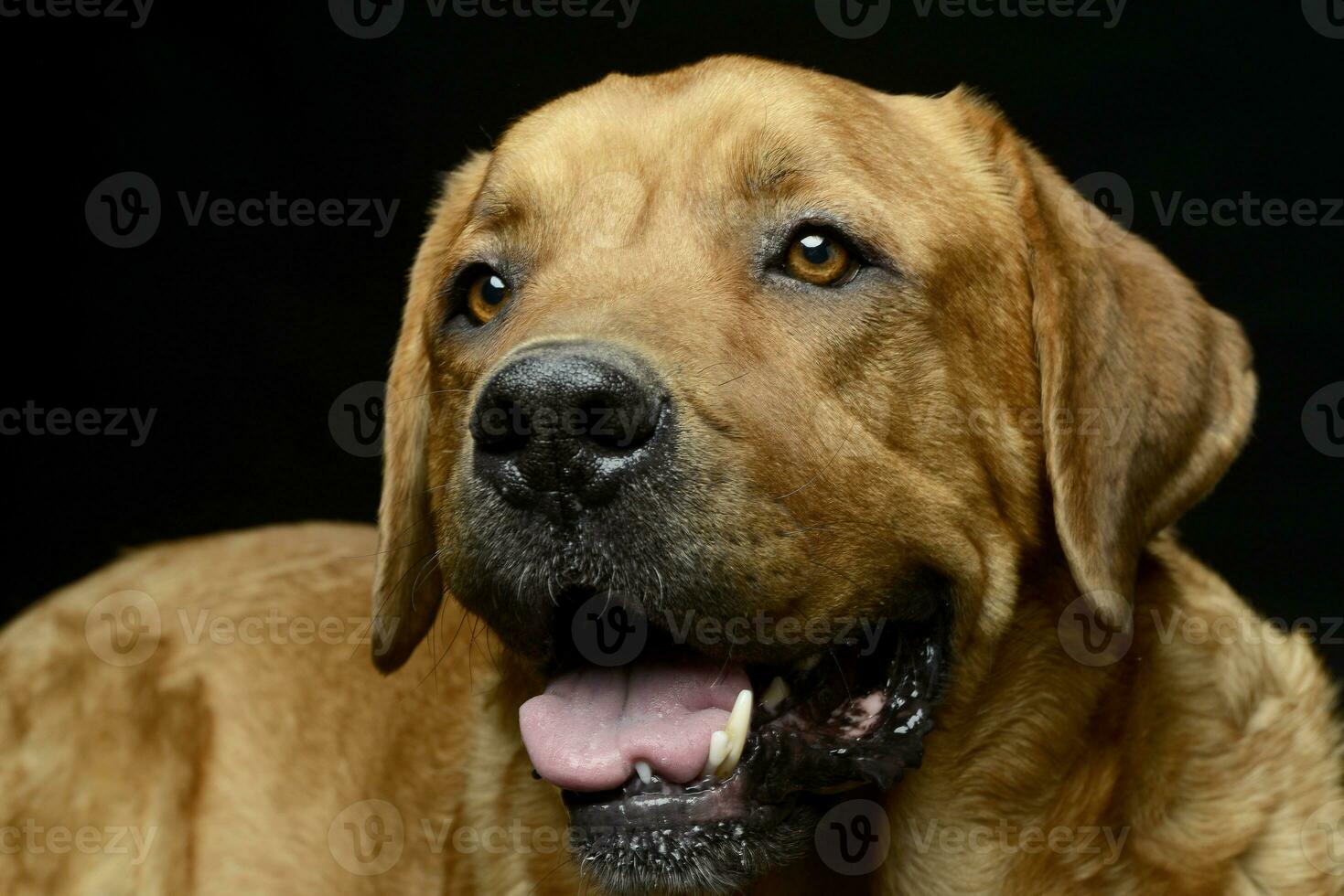 adorável recuperador retrato dentro uma Sombrio foto estúdio