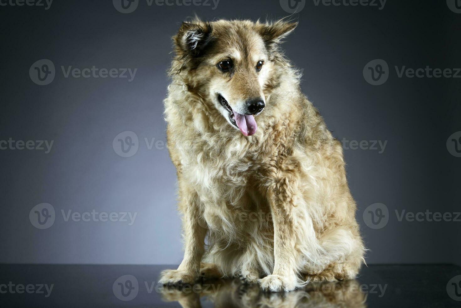 velho misturado procriar cachorro dentro uma Sombrio estúdio foto