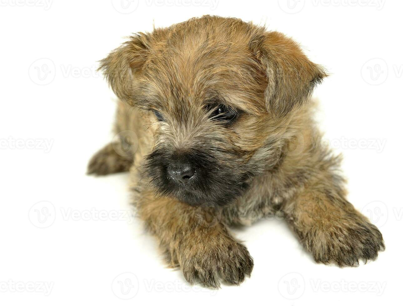 cachorro monte de pedras terrier deitado em a chão foto