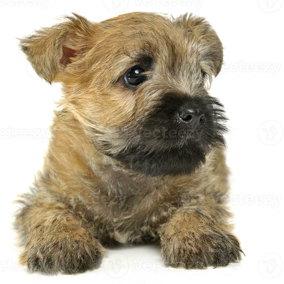 cachorro monte de pedras terrier deitado em a chão foto