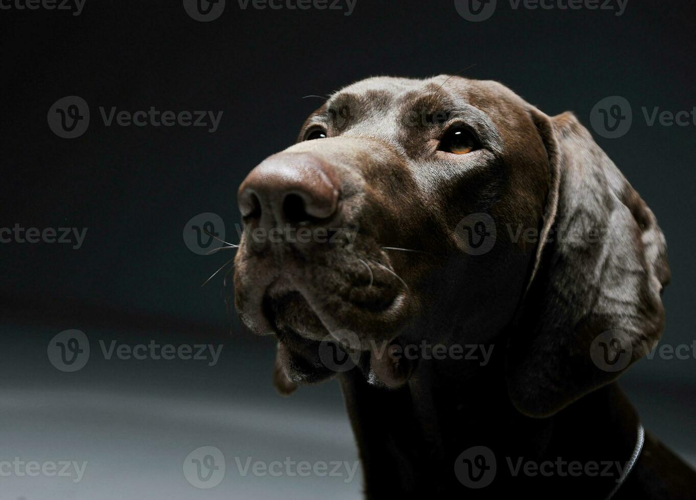 retrato do a adorável deutsch Kurzhaar olhando acima curiosamente - isolado em cinzento fundo foto