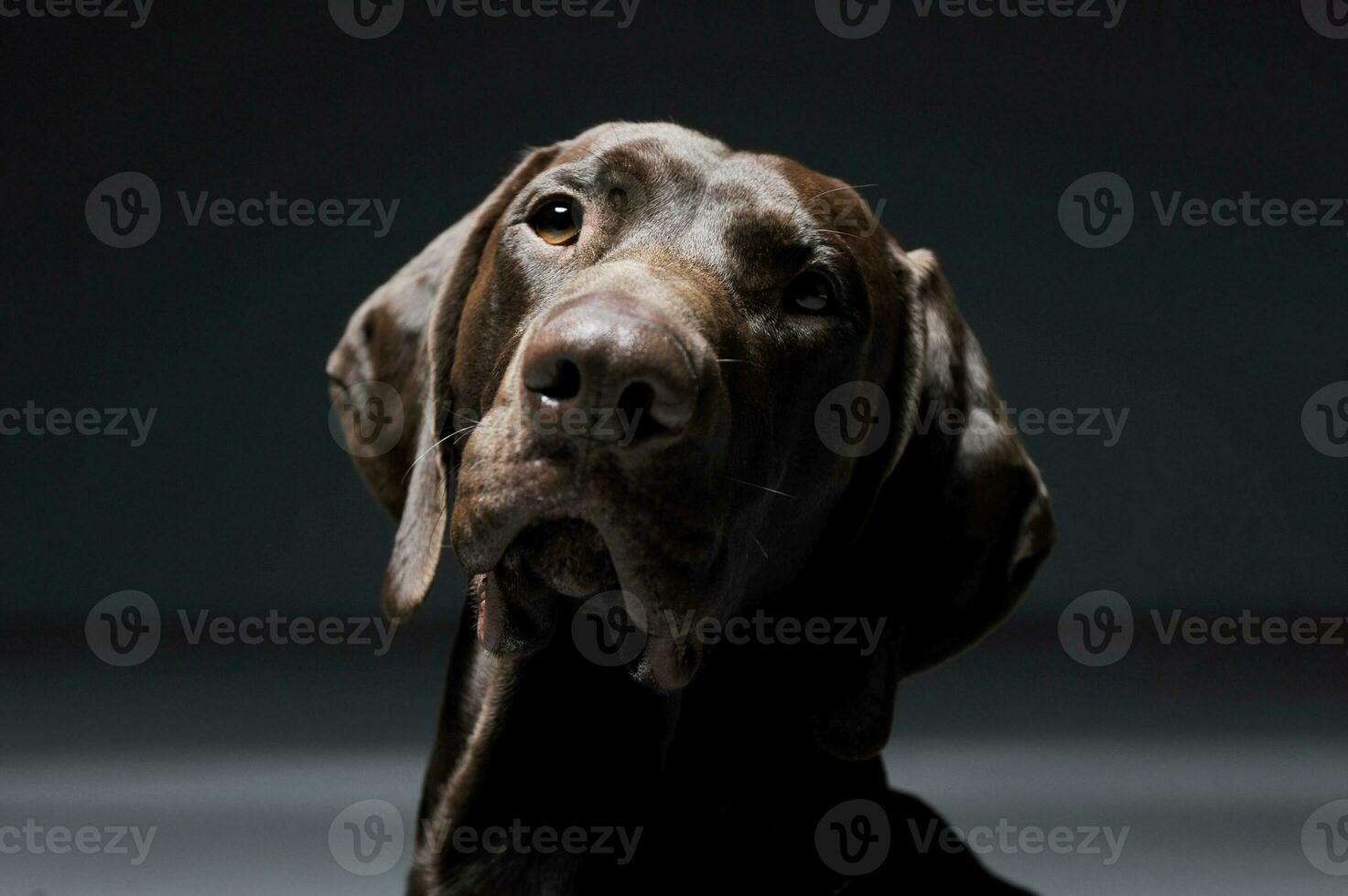 retrato do a adorável deutsch Kurzhaar olhando curiosamente às a Câmera - isolado em cinzento fundo foto