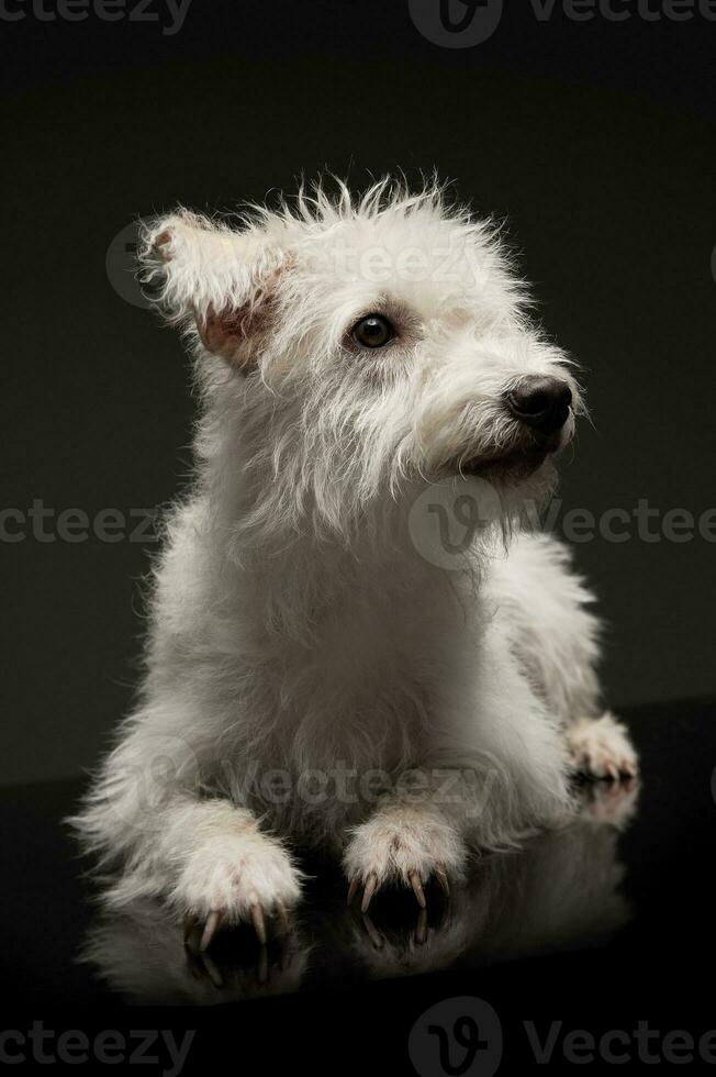 estúdio tiro do a adorável misturado procriar cachorro foto