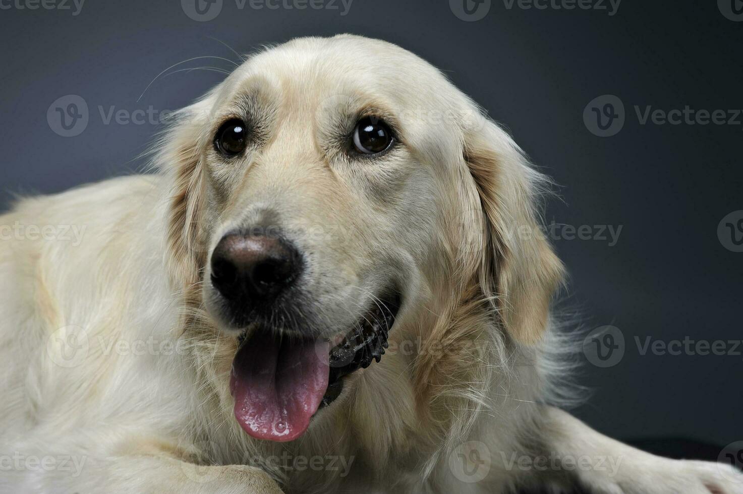 dourado retriever retrato dentro uma Sombrio estúdio foto