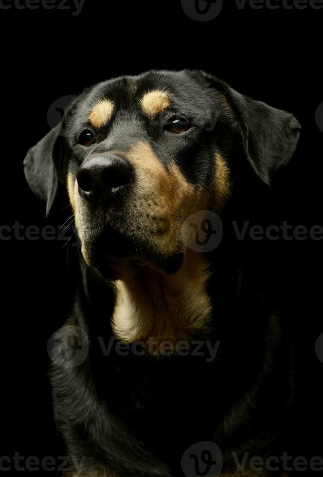 retrato do a adorável misturado procriar cachorro foto